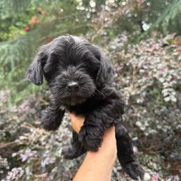 Ally - Black female Yorkipoo puppy in Henderson, North Carolina from Dorans Danes and Doodles