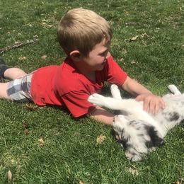 Border Collie Puppies from By Design Farm