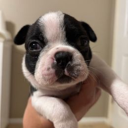 LYDIA - AKC - Black and white female Boston Terrier puppy in Anderson, South Carolina from Lola’s House of Bostons & Rescue