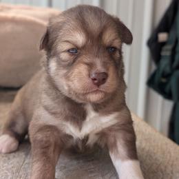 Ivy - Red and white female Siberian Husky puppy in Coshocton, Ohio from Wyant Farms