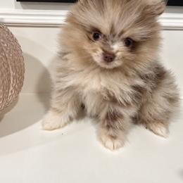 Ariel (4500) - Chocolate merle female Pomeranian puppy in California from Pawsh Poms