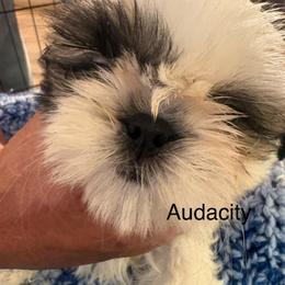 Audacity - Gold and white female Shih Tzu puppy in Madras, Oregon from Maridee’s ShihTzu