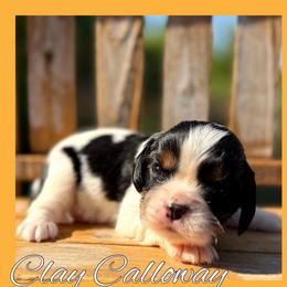 Clay Calloway - Tri-color male Cavalier King Charles Spaniel puppy in Clinton, Oklahoma from Enchanted Spaniels