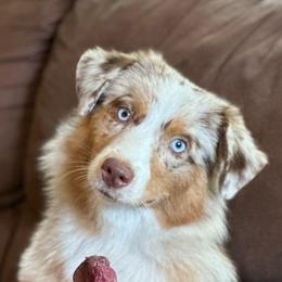 Fia - Miniature American Shepherd