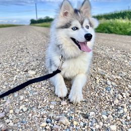 Winter - Pomsky