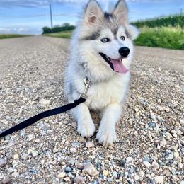 Winter - Pomsky