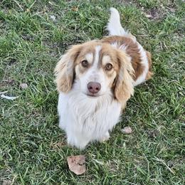 Cooper - Dachshund