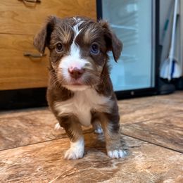 Red Tri Missy - Red tri female Miniature Australian Shepherd puppy in Burke, South Dakota from Triple J Aussies SD