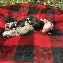 Black Tri Male - Black tri male Miniature Australian Shepherd puppy in Washington, Indiana from Southern Indiana Mini Aussies