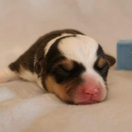 Patriot - Black and tan male Pembroke Welsh Corgi puppy in Arcanum, Ohio from Weissway Corgis