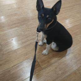 Fancy II - Black tan and white female Rat Terrier puppy in Harbison Canyon, California from Manumit Rat Terriers