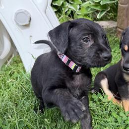Wade Wilson - Black and white male Xoloitzcuintli puppy in Manitowoc, Wisconsin from Wonderland Kennel