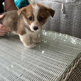 Girl 3 - Red female Pembroke Welsh Corgi puppy in Saylorsburg, Pennsylvania from Dunnideer Farm