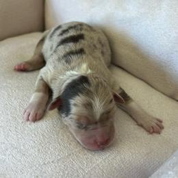 Amy - Red merle female Miniature Australian Shepherd puppy in Norco, California from River Springs Aussies