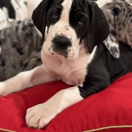 Girl 3 - Mantle Great Dane puppy in Washington, Pennsylvania from City Slicker Danes