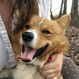 Teddy - Pembroke Welsh Corgi