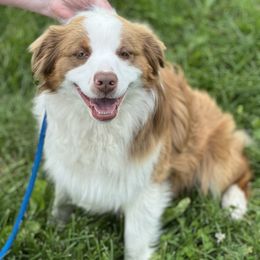 Fuzzbottom Angelo - Red tri-color male Miniature American Shepherd puppy in Polo, Missouri from Fuzzbottom Miniature American Shepherd