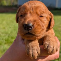 Girl 2 - female Golden Retriever puppy in Midland, North Carolina from Alger Farm, LLC