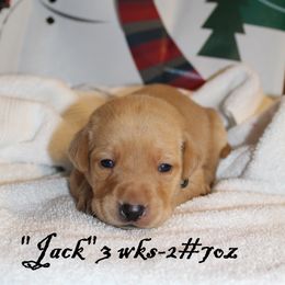 Labrador Retriever Puppies from Rainy Lake Labrador Retrievers