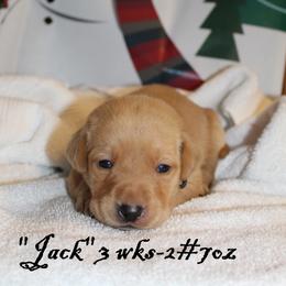 Labrador Retriever Puppies from Rainy Lake Labrador Retrievers