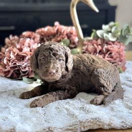 Chocolate Chip- Blue Collar - Chocolate male Goldendoodle puppy in Bay City, Texas from Charming Doods Goldendoodles