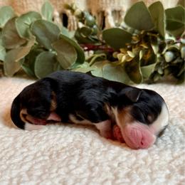 Lego - Tri-color male Bernedoodle puppy in Perrysville, Ohio from Pleasant Valley Bernedoodles