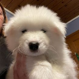 Samoyed Puppies from DreamQuest Samoyeds