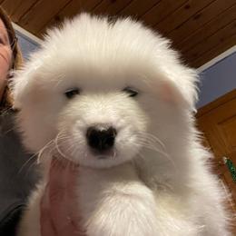 Samoyed Puppies from DreamQuest Samoyeds