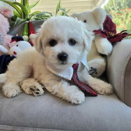 Red Collar - White and buff male Bichon Frise puppy in Upland, California from IDREAMOFPUPPIES