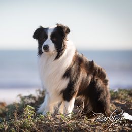 Rico - Border Collie