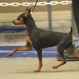 Stubbs - Miniature Pinscher