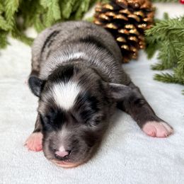 Pine - Blue merle male Miniature American Shepherd puppy in Idaho Falls, Idaho from Sugartop Minis
