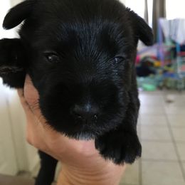 Miniature Schnauzer Puppies from Pamela Aumueller