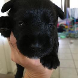 Miniature Schnauzer Puppies from Pamela Aumueller