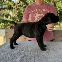 Hot Pink Collar N - Black female Cane Corso puppy in Paris, Texas from Knucklehead Cane Corso