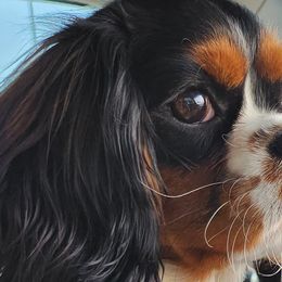 Cavalier King Charles Spaniels, Cavapoos, and Poodles from Far West Texas Oodles of Cavoodles & Cavi's