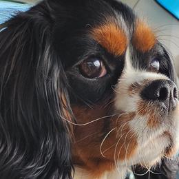 Cavalier King Charles Spaniels, Cavapoos, and Poodles from Far West Texas Oodles of Cavoodles & Cavi's