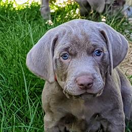 Weimaraner Puppies from SilverRush Weimaraners