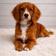 Dottie