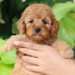 Florence - Apricot Cavapoo puppy in Miami, Florida from Bailey & Bella Cavapoos