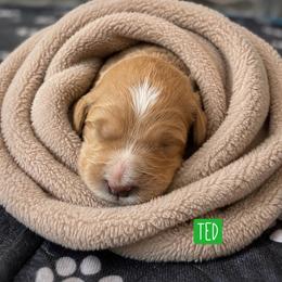 Ted Bear - Apricot male Goldendoodle puppy in Rocky Point, North Carolina from CelticDoods