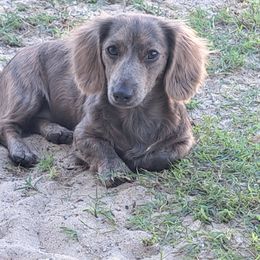 Ariel - Dachshund