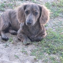 Ariel - Dachshund