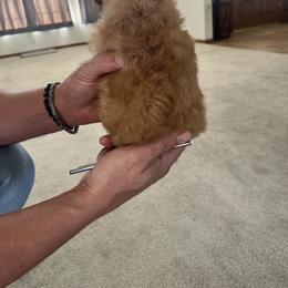 Poodle Puppies from ItalianToyPoodles