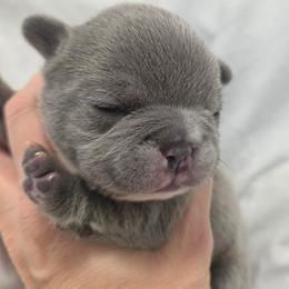 Princess Peach - Blue female French Bulldog puppy in Denver, Colorado from Mecham Family kennels -MechamFrenchies