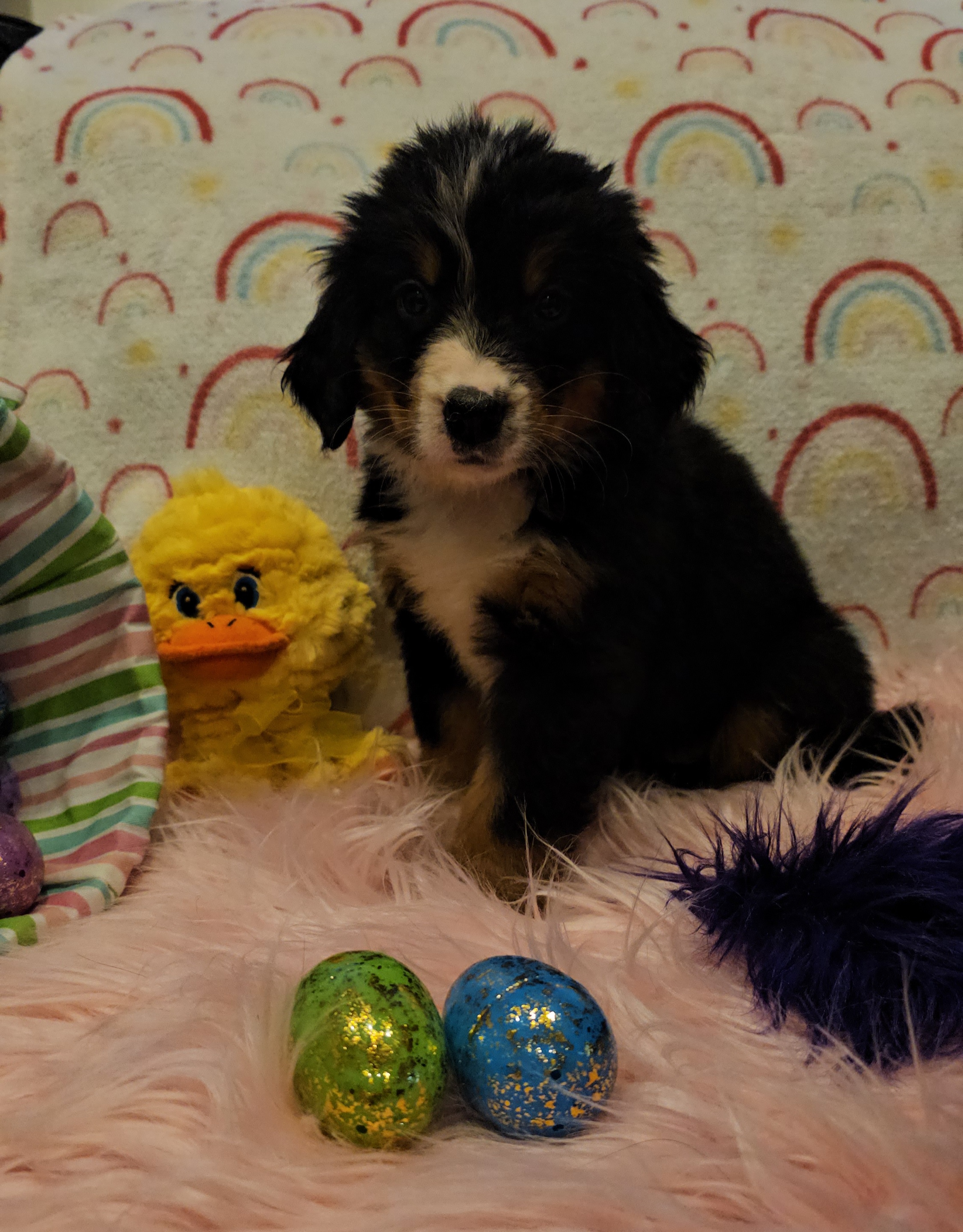 Purple Girl - Black rust and white Bernese Mountain Dog puppy in Lecanto, Florida from DBDR Berners and Saints