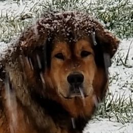 Candy - Tibetan Mastiff