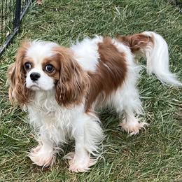 Tink - Cavalier King Charles Spaniel