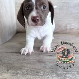 Basil - Piebald male Dachshund puppy in Hockley, Texas from Shans Down Home Doxies