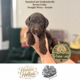 Wood Ear - Brown Collar - Chocolate female Goldendoodle puppy in Garland, Texas from Twilight Doodles